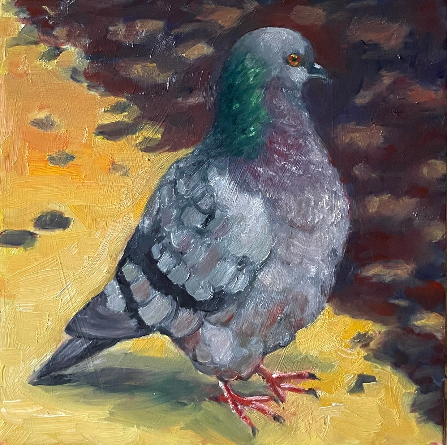 Pigeon